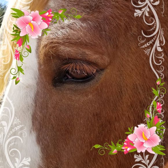 Meet your Posher, Lisa - Picture 1 of 1